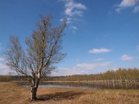 NL, Drenthe, Aa en Hunze, Tweelingen 1, Saxifraga-Hans Dekker